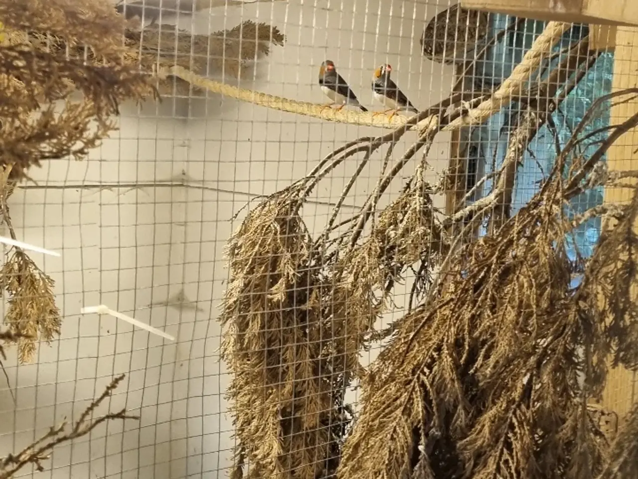 Billede 1 - Zebrafinke hanner