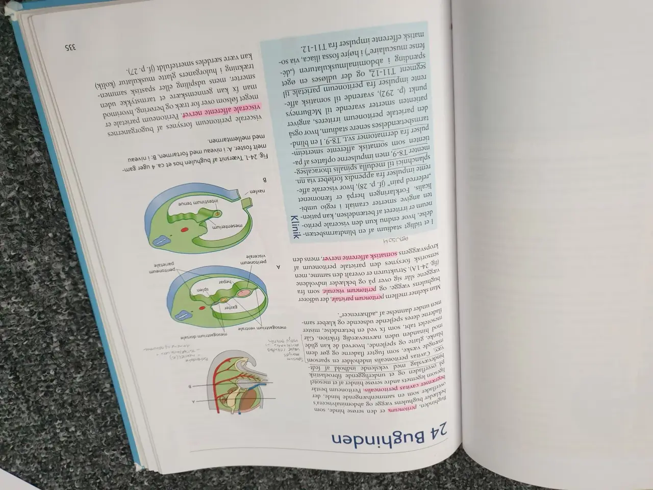 Billede 2 - Hovedets, halsens og indre organers