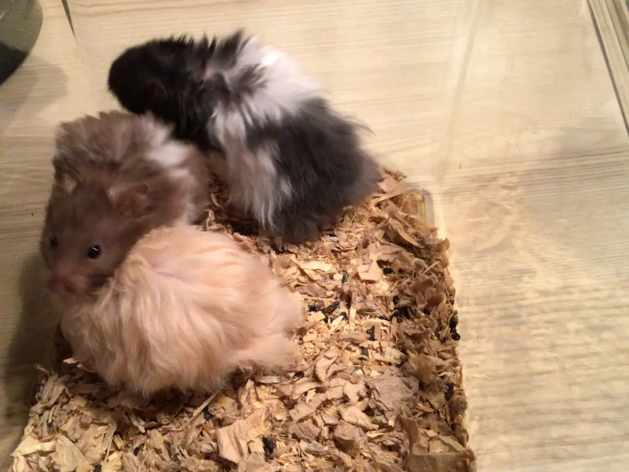 Billede 3 - Langhårede guldhamster