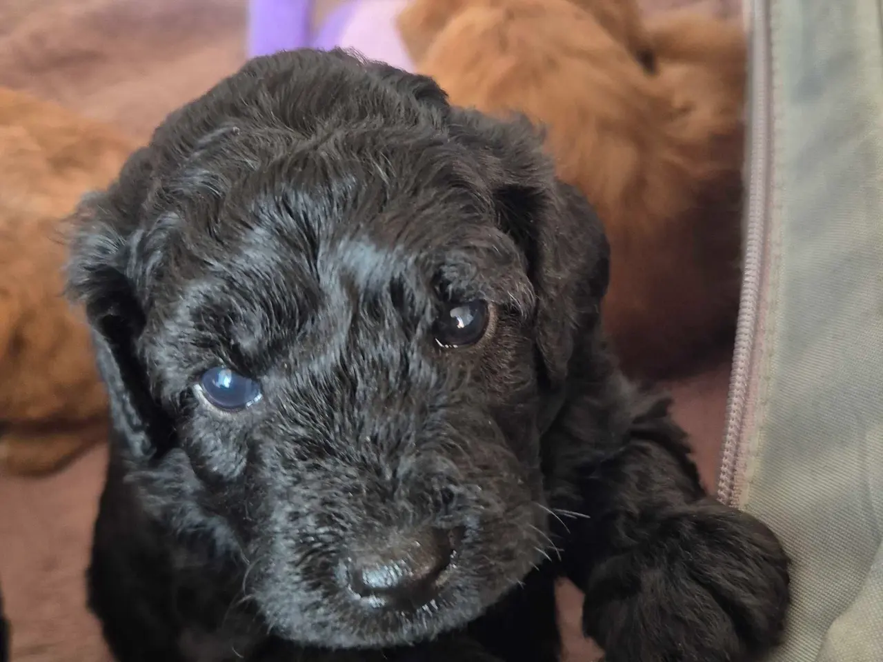 Billede 9 - Cavapoo f1b 