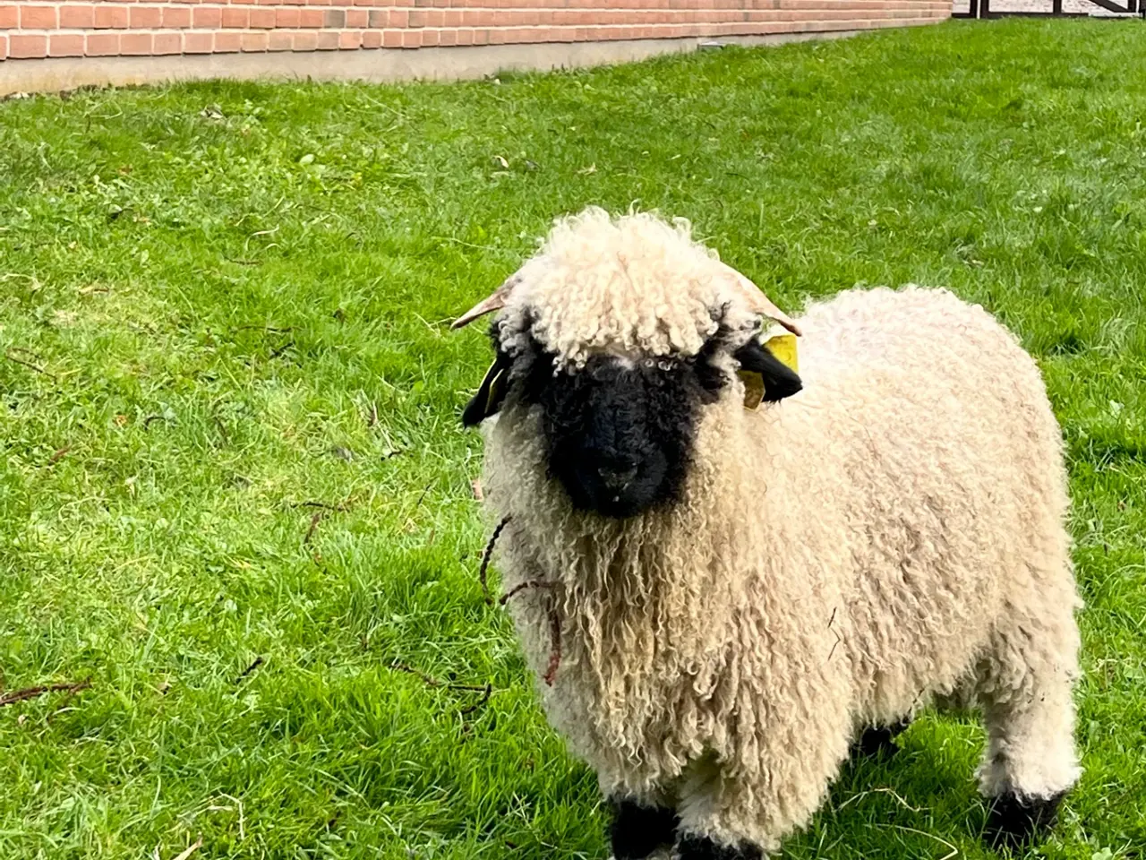 Billede 3 - Valais Blacknose væddere/Gimmere