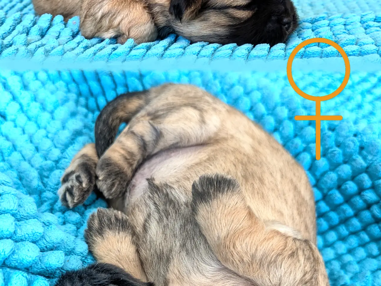 Billede 12 - 2 blandingshvalpe tilbage, klar i dag, lille hund
