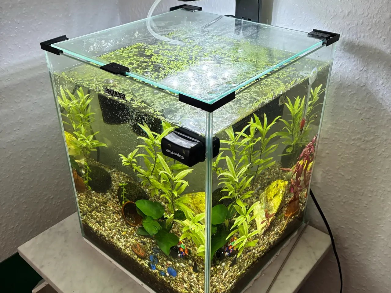 Billede 1 - 30 liter akvarium