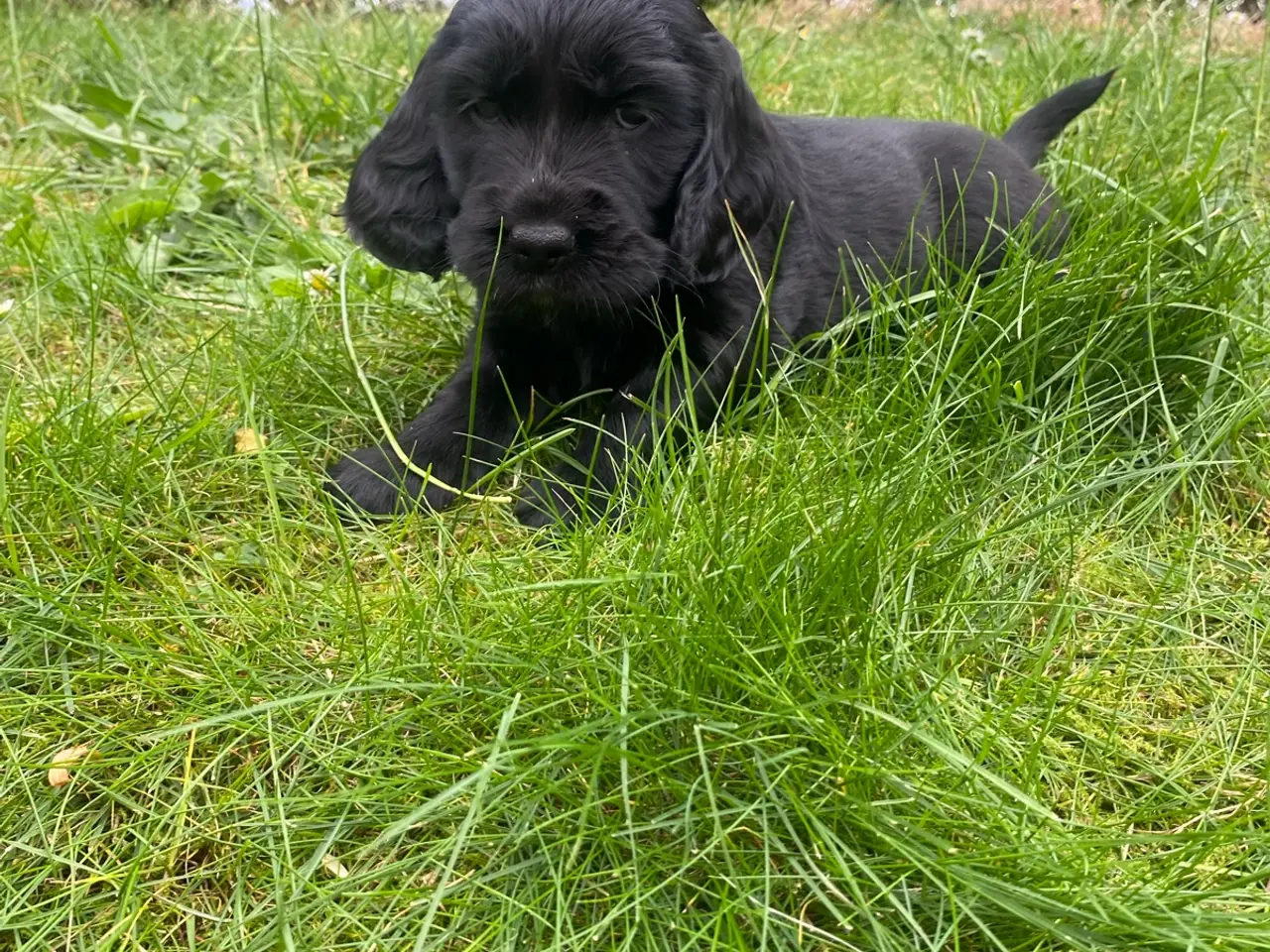 Billede 6 - Golden/cocker/flatcoated familie el jagthunde