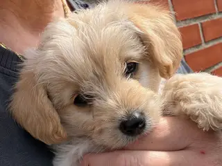 Puddel/jack Russel blanding
