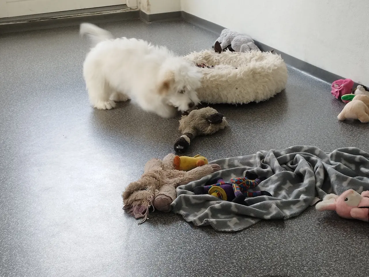 Billede 5 - Coton de Tulear