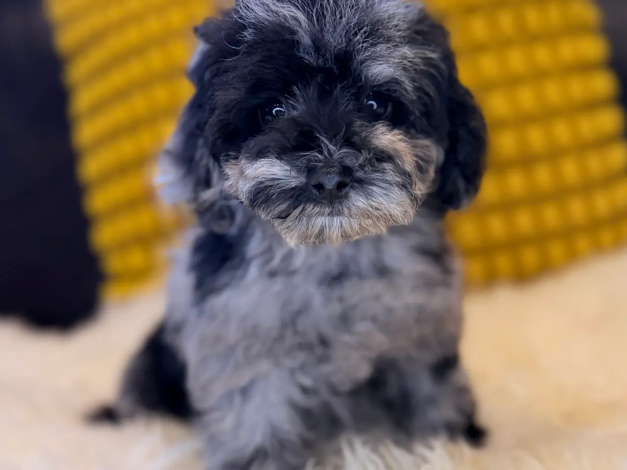 Billede 12 - Cockapoo F1B