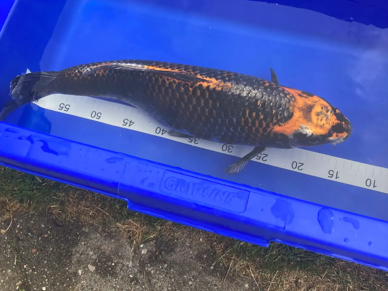 Billede 3 - Japansk Koi