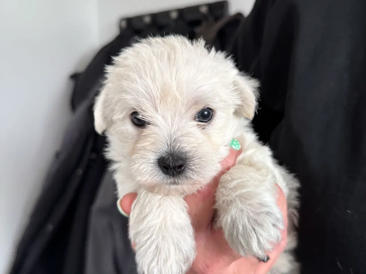 Billede 1 - Wee-Chon skøn blanding med Westie og Bichon Frisé