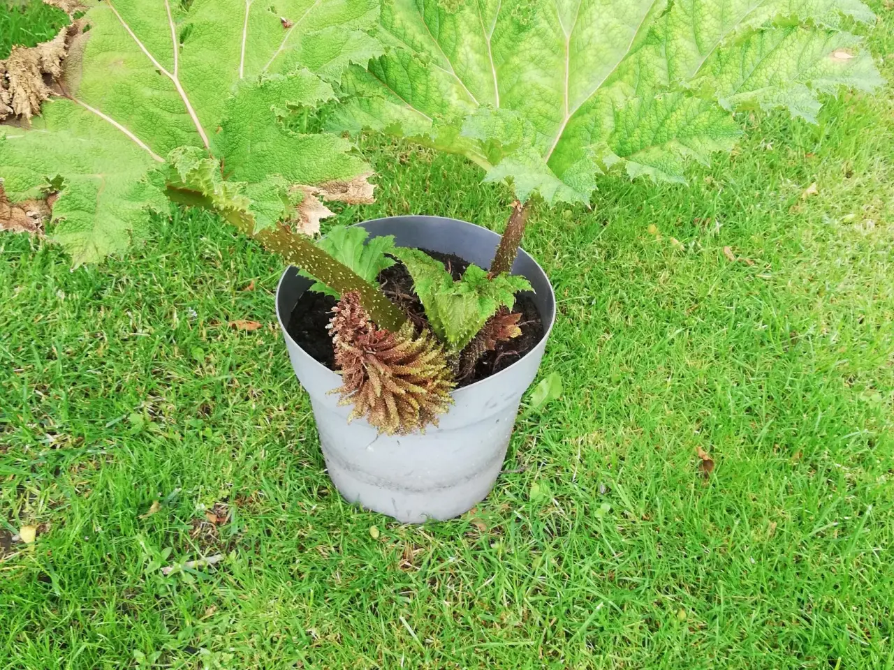 Billede 2 - Mammut blad /Gunnera plante