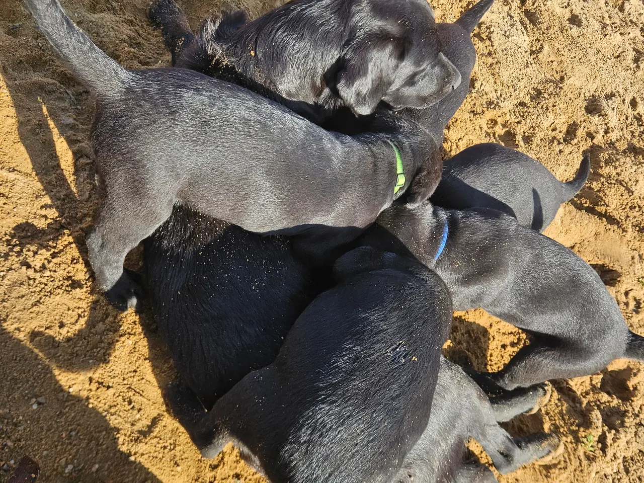 Billede 13 - F1 Labrador hvalpe