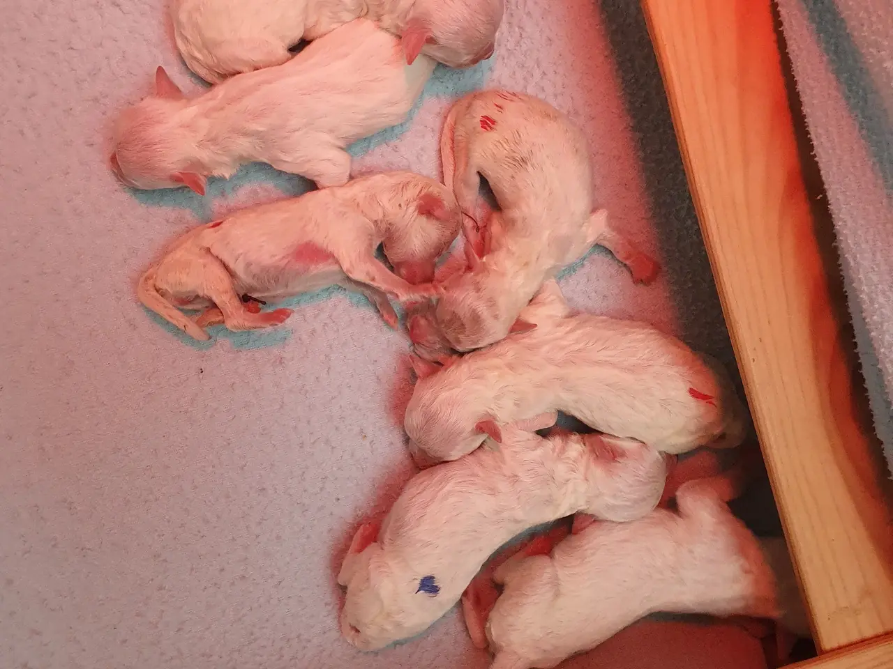Billede 2 - Bichon Frise hvalpe