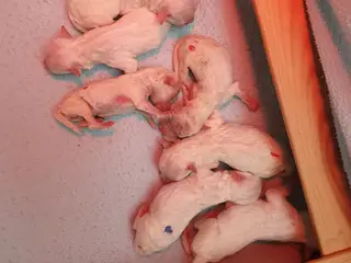 Bichon Frise hvalpe
