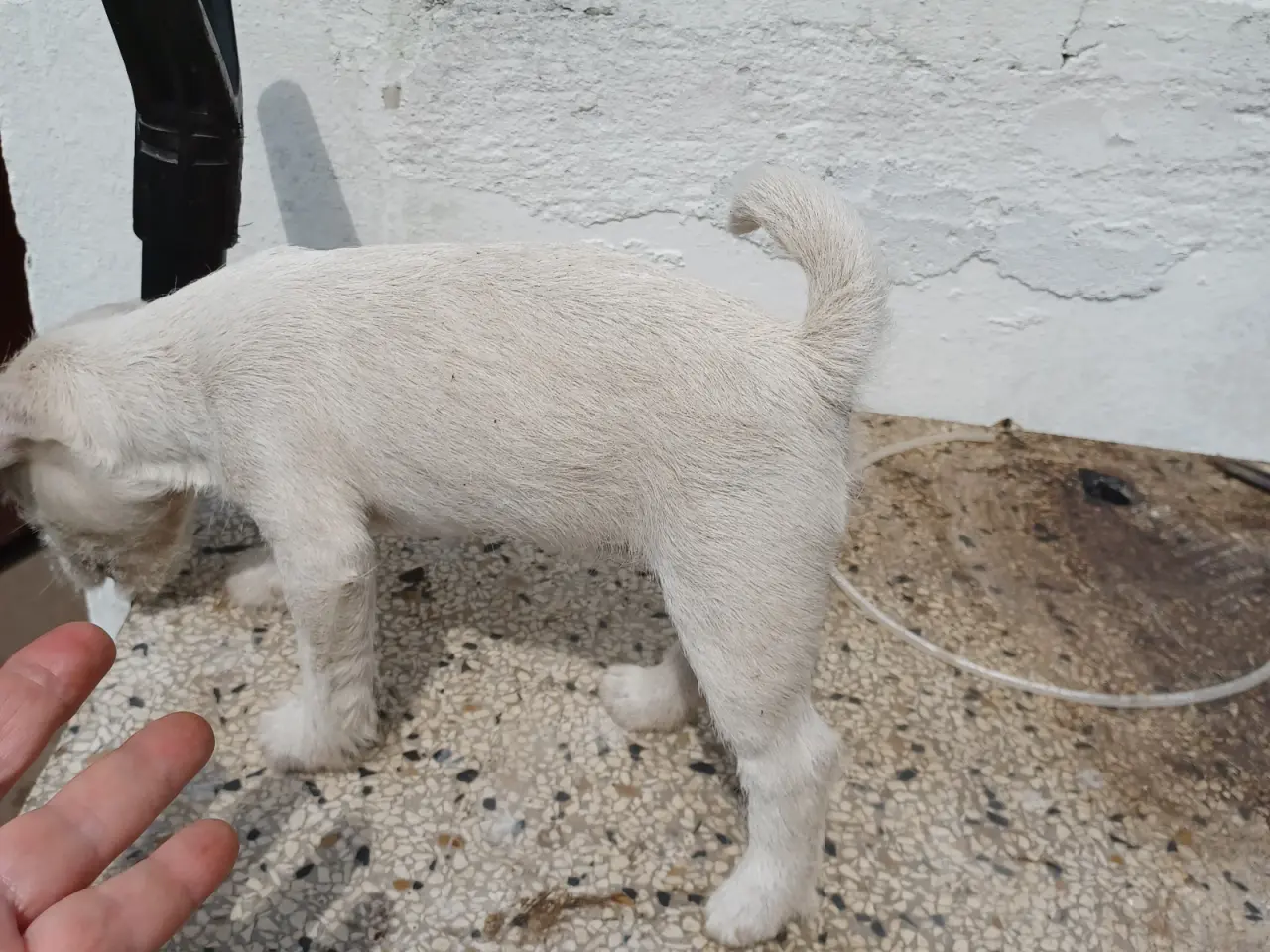 Billede 4 - Skønne Jack Russel hvalpe