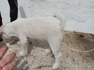 Skøn Jack Russel hvalp