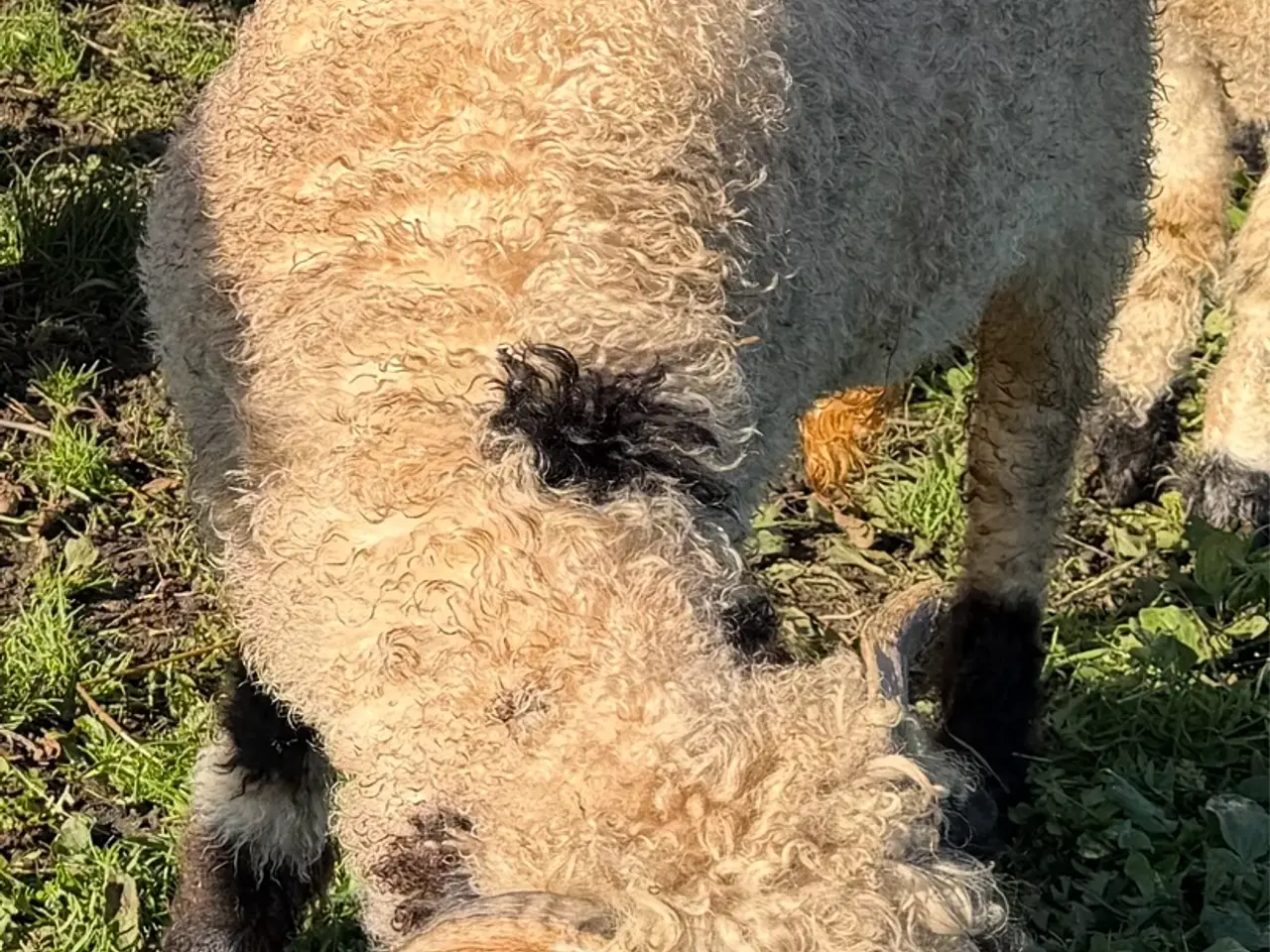 Billede 5 - 2 gimmer lam Valais Blacknose