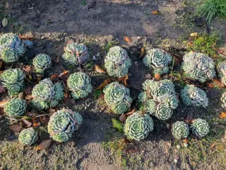 Echeveria (husløg)