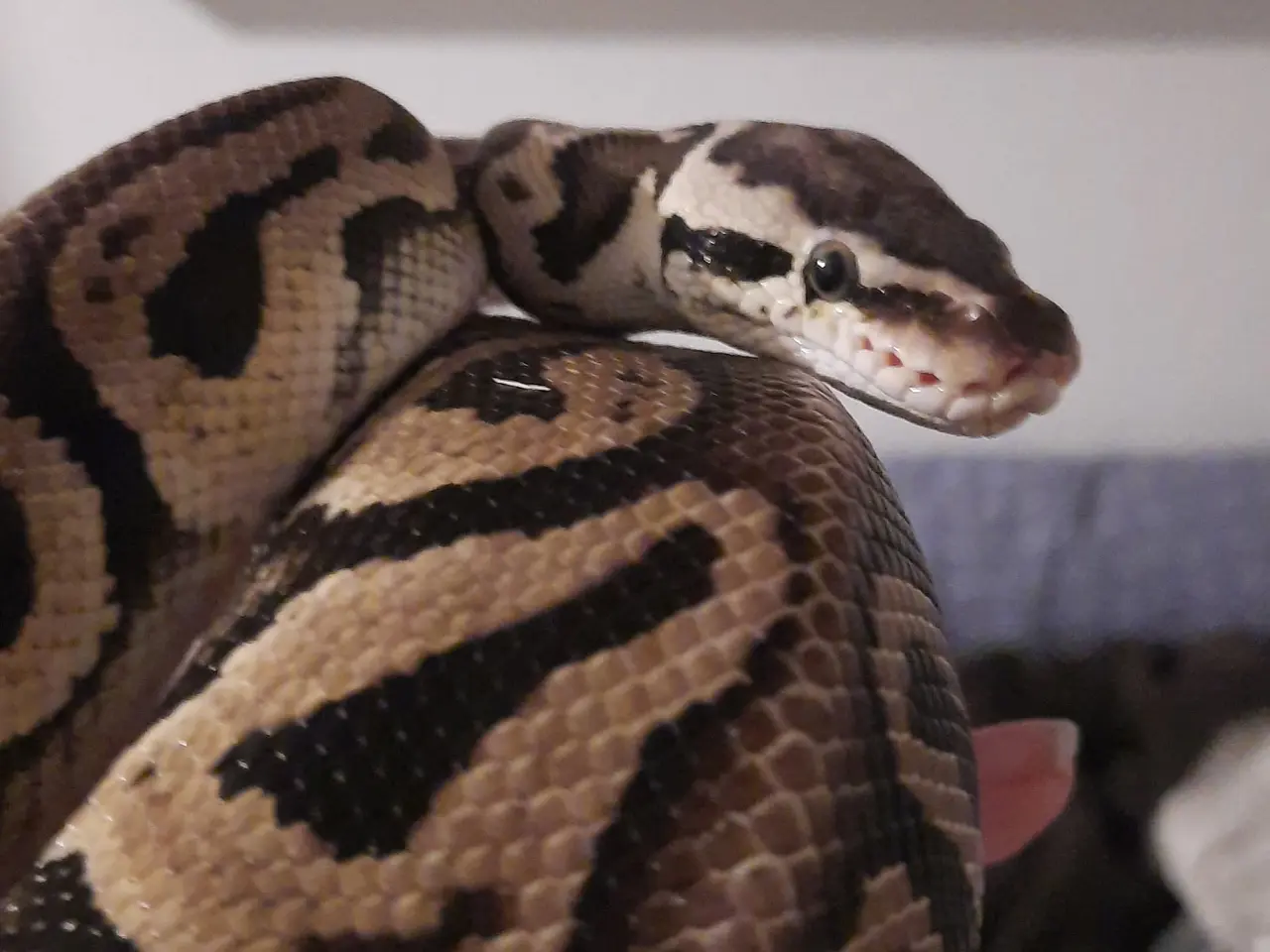 Billede 1 - Kongepython