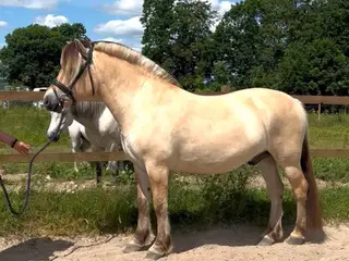 Super lækker fjordhest efter cadeau Halsnæs. 