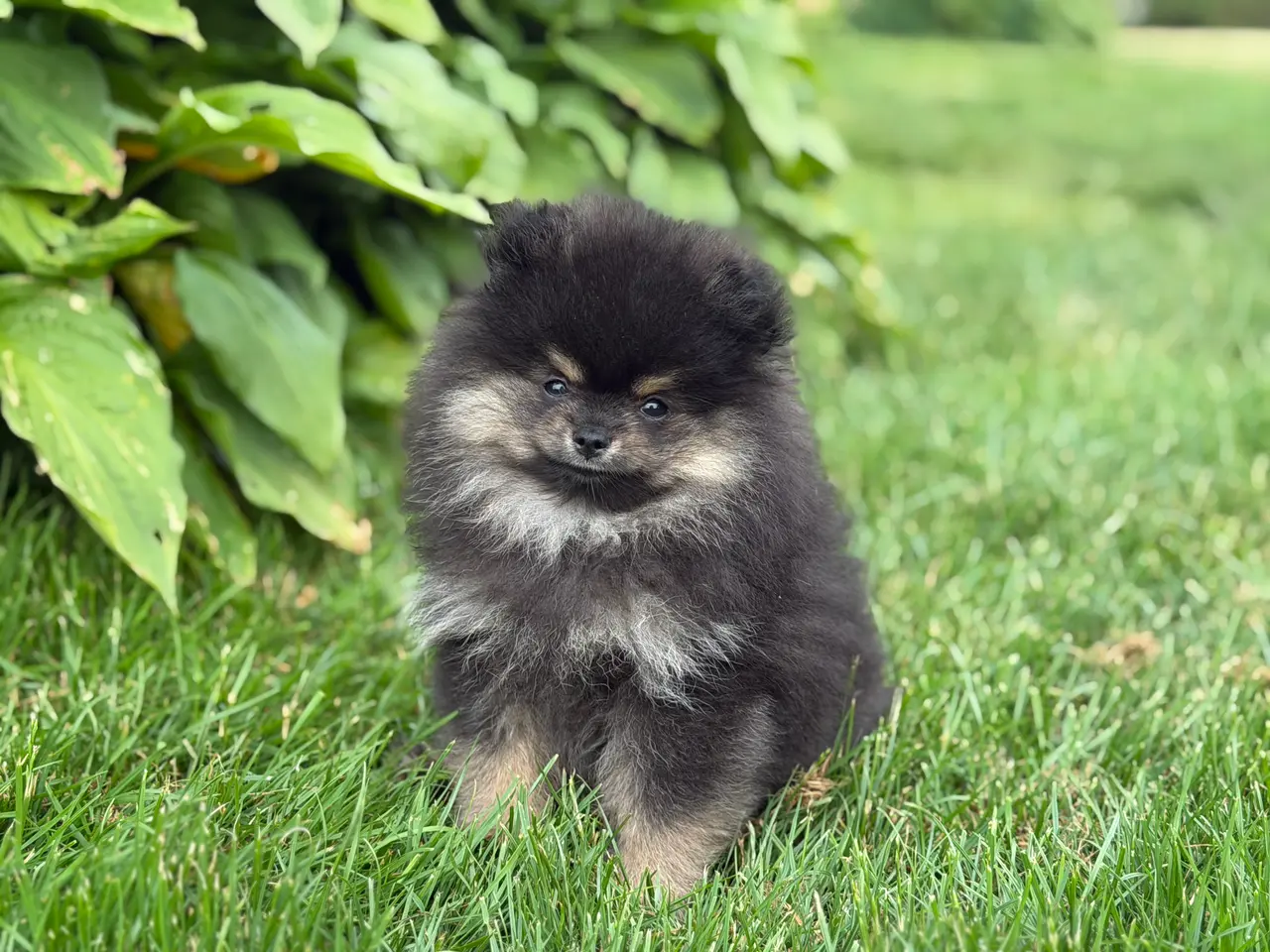 Billede 7 - Skønneste lille Pomeranian han