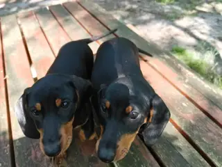 Korthåret gravhunde hvalpe 