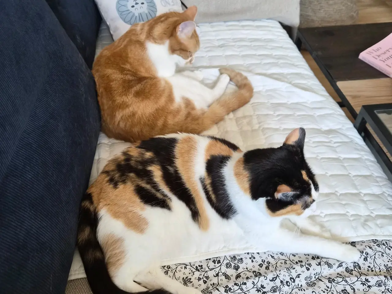 Billede 12 - Cats looking for new loving forever home