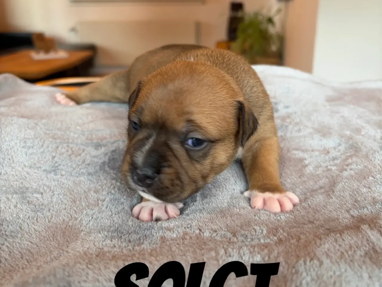 Billede 1 - Engelsk Staffordshire Bull terrier 