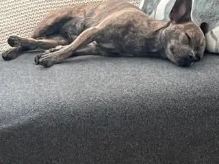 Fransk bulldog-chihuahua søger nyt hem 