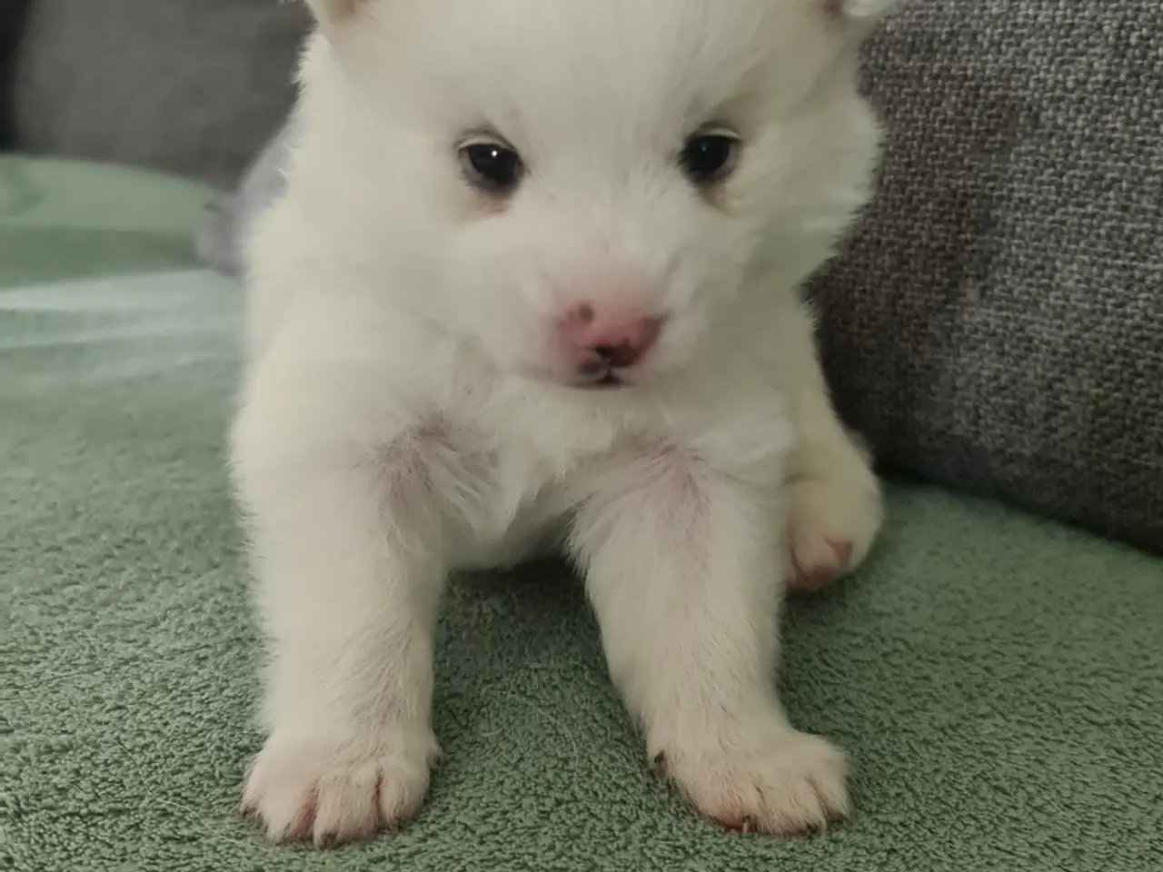 Billede 1 - Pomsky F2