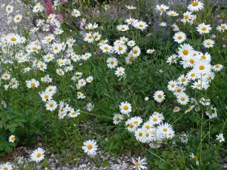 Margeruite