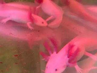 Axolotl yngel