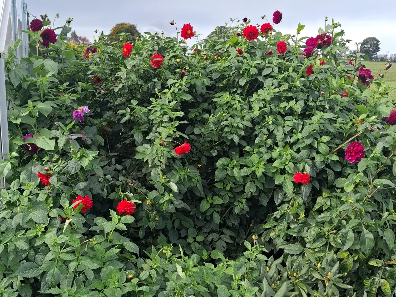 Billede 2 - Store dahlia planter sælges