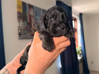 8 skønne Engelske Cocker Spaniel-hvalpe søger dere