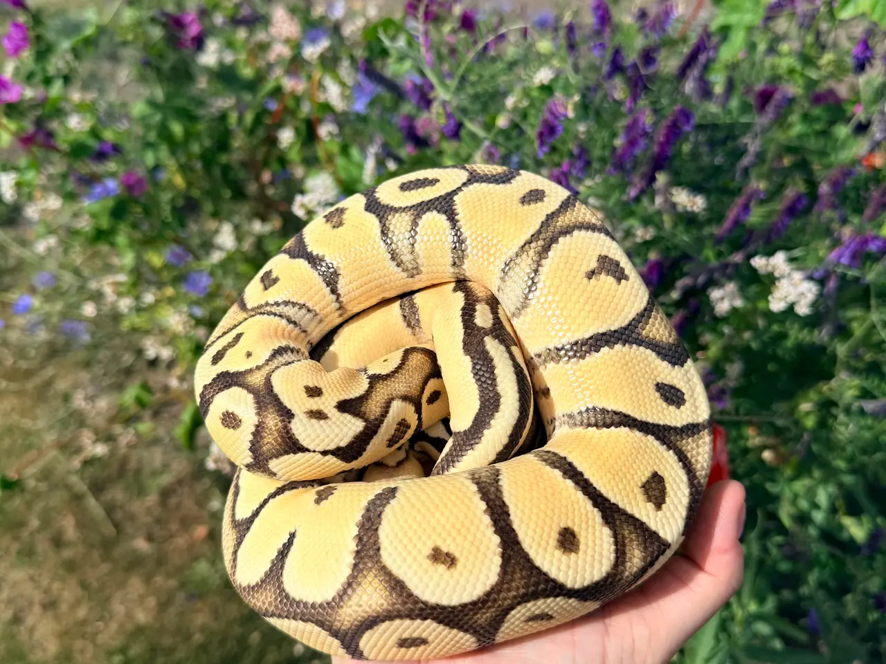 Billede 5 - Konge Python vanilla od pastel yb het hypo