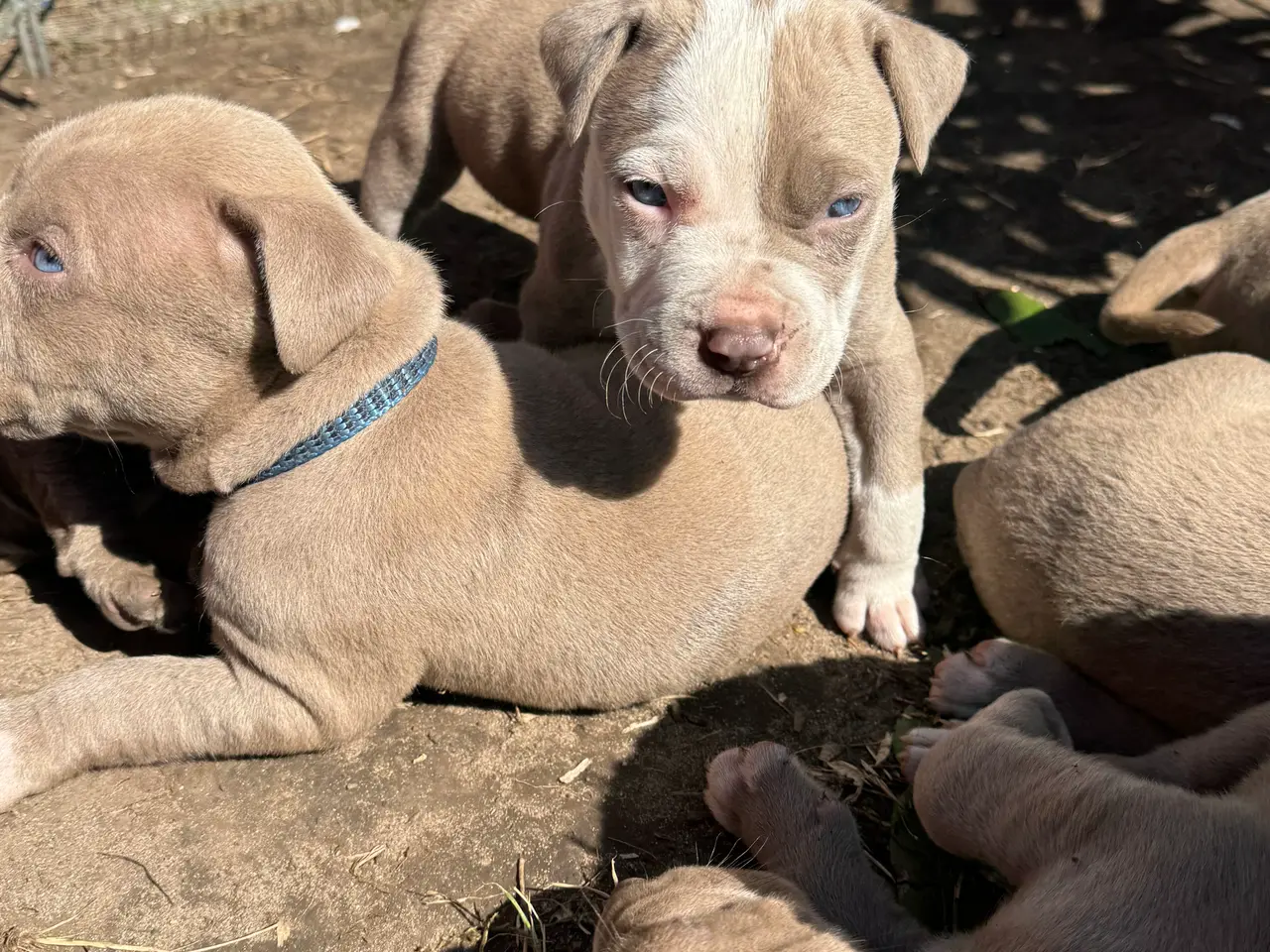 Billede 12 - American Bully XL