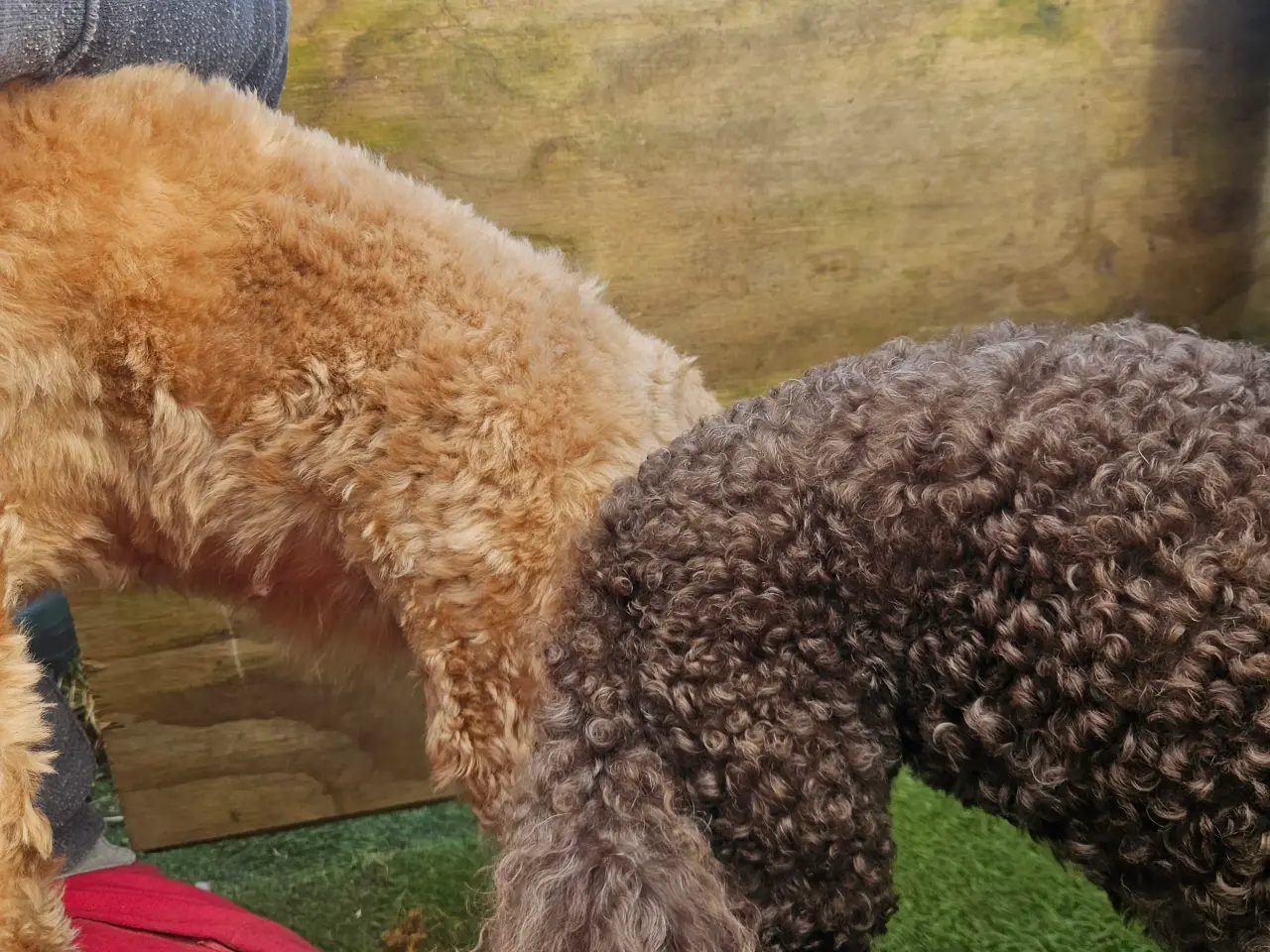 Billede 3 - Goldendoodle F1B