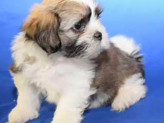 Lhasa Apso hvalpe