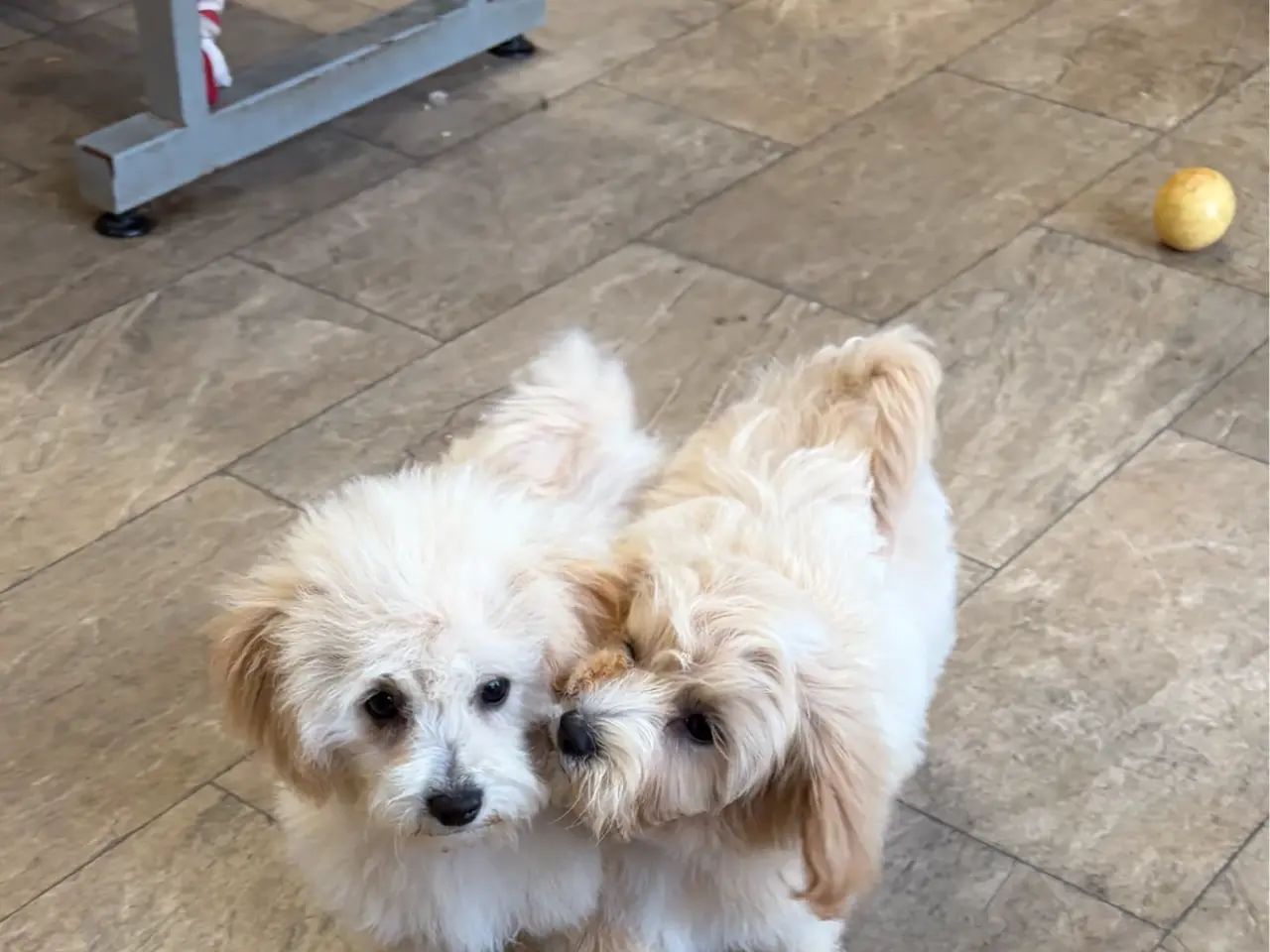 Billede 10 -  Maltipoo pige søde selma