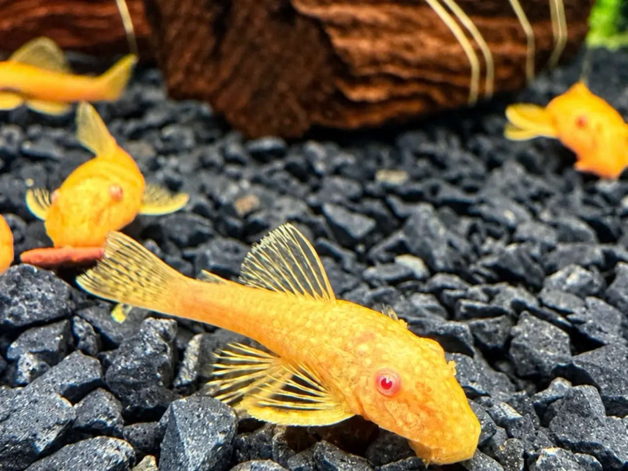 Billede 4 - Ancistrus Albino Kortfin