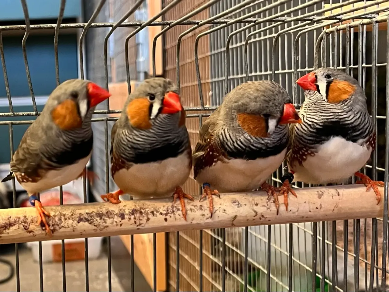 Billede 6 - Zebrafinker orange/sort kindet