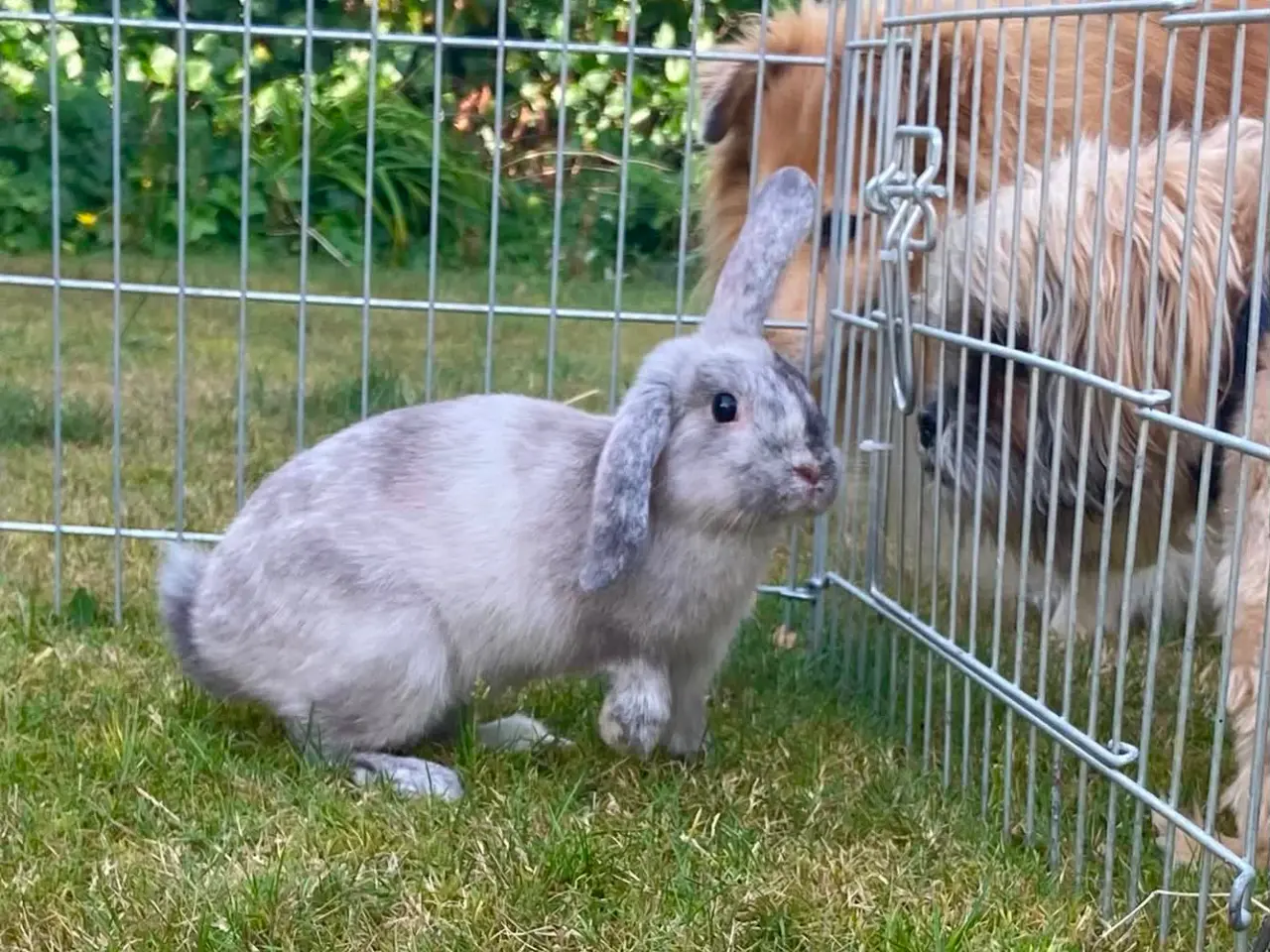 Billede 4 - Smuk kanin dreng🐰