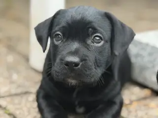 🐶 2 skønne hanhvalpe søger deres nye familier ❤️ - 2
