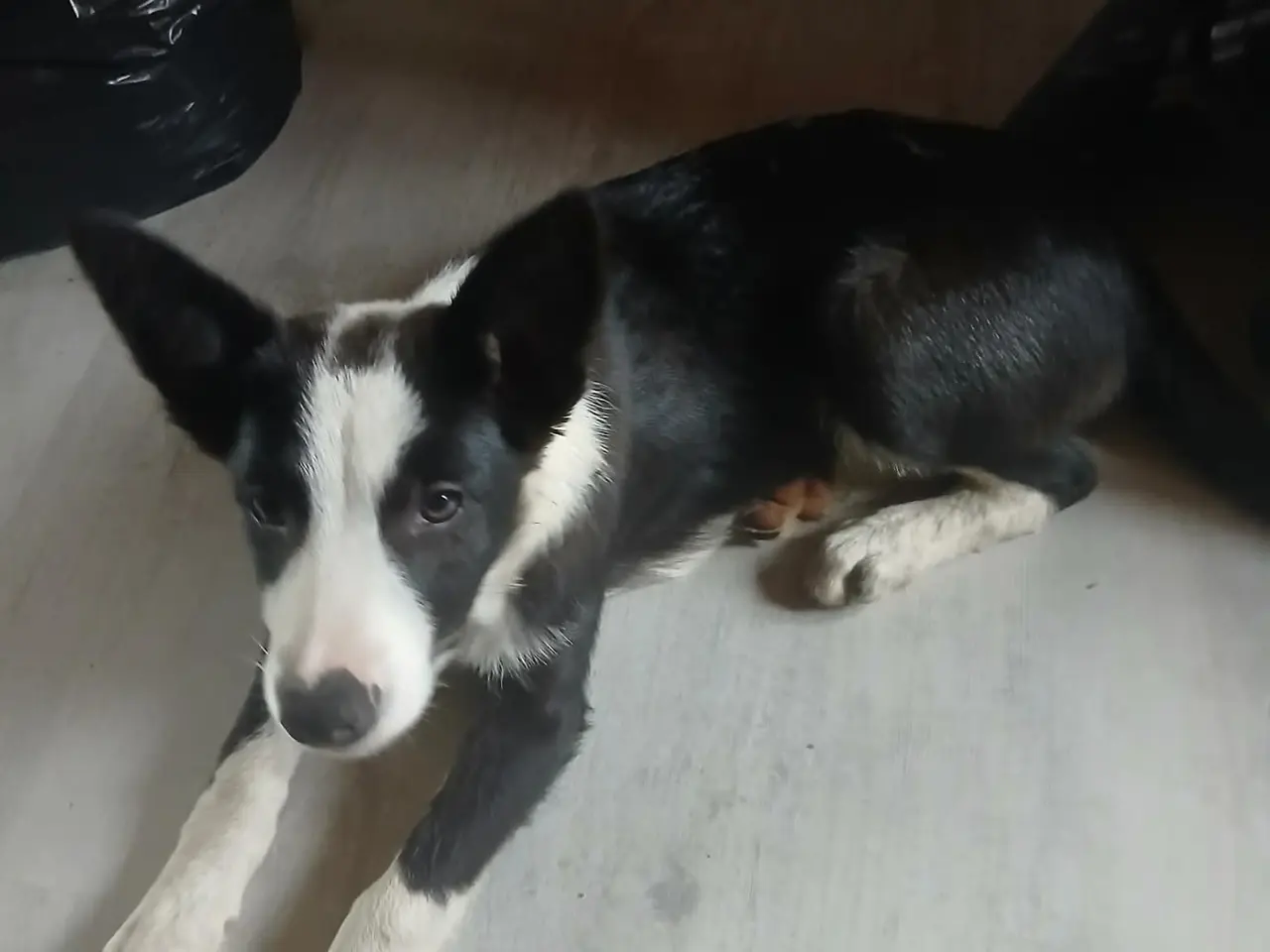 Billede 4 - Fantastisk Border Collie hvalp (tæve, 13 uger)