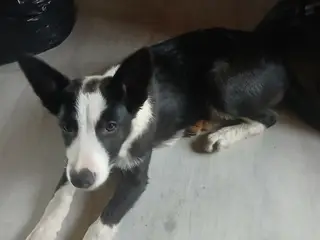 Fantastisk Border Collie hvalp (tæve, 13 uger) - 4