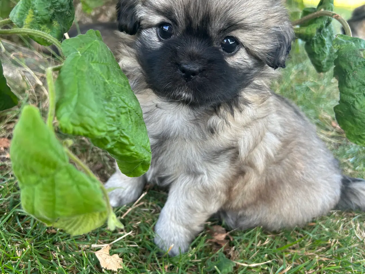 Billede 4 - Tibetansk spaniel hvalpe
