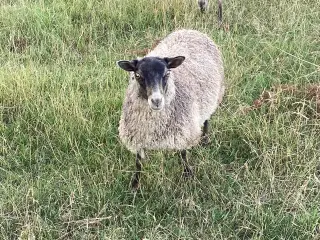 4 Godtlænder gimmerlam fra februar 2026 sælges
