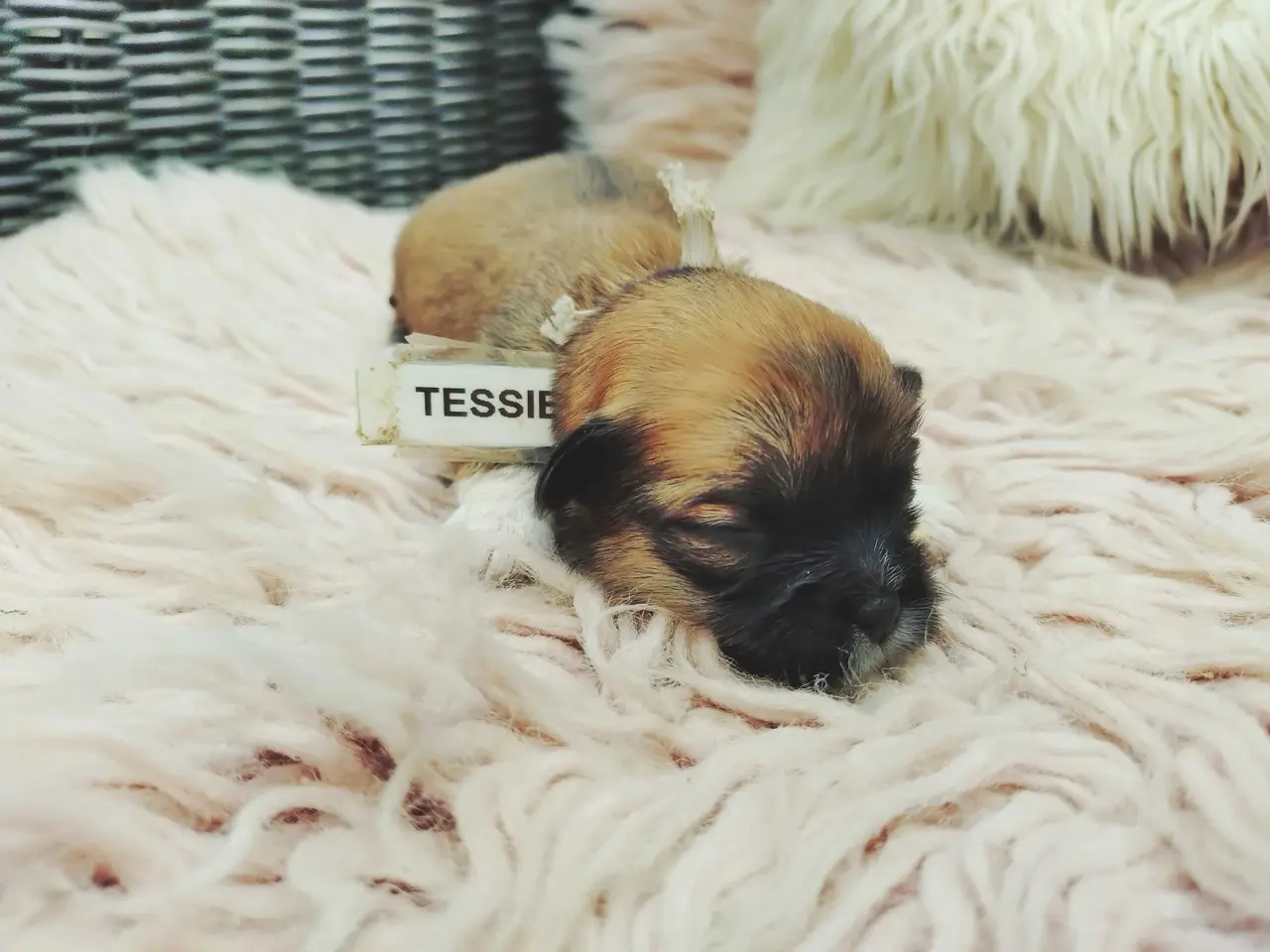 Billede 15 - Lhasa apso hvalpe med stambog