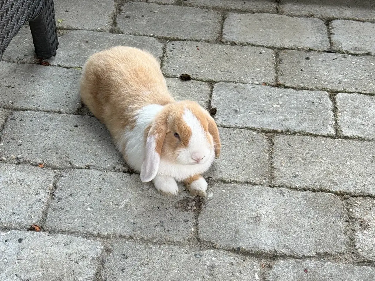 Billede 4 - Cute mini lop han