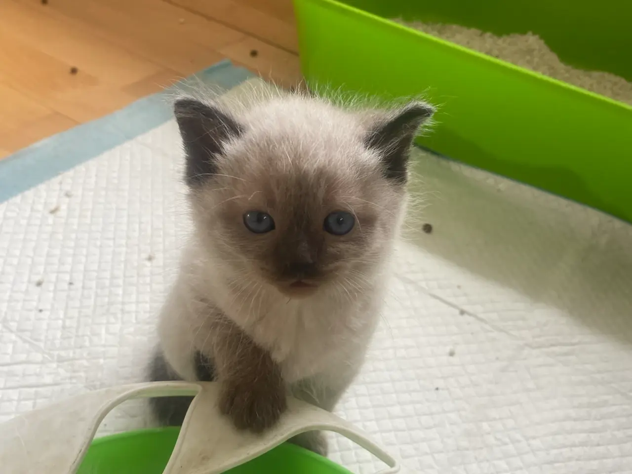 Billede 6 - Flotte ragdoll killinger 