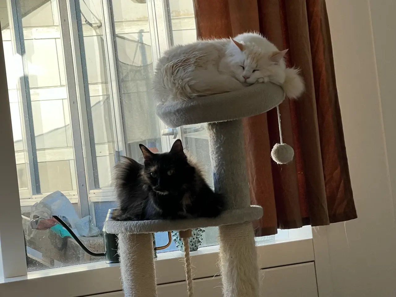 Billede 10 - Ragdoll/maine coon